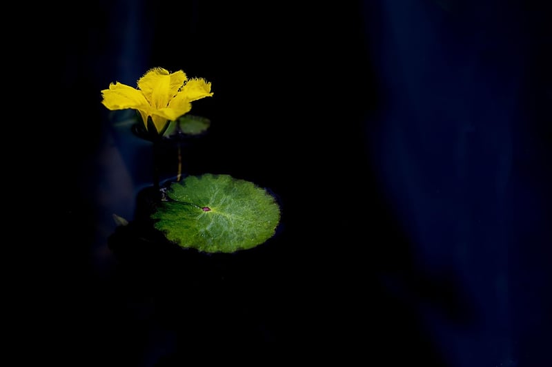 Meditation in Lotus Position